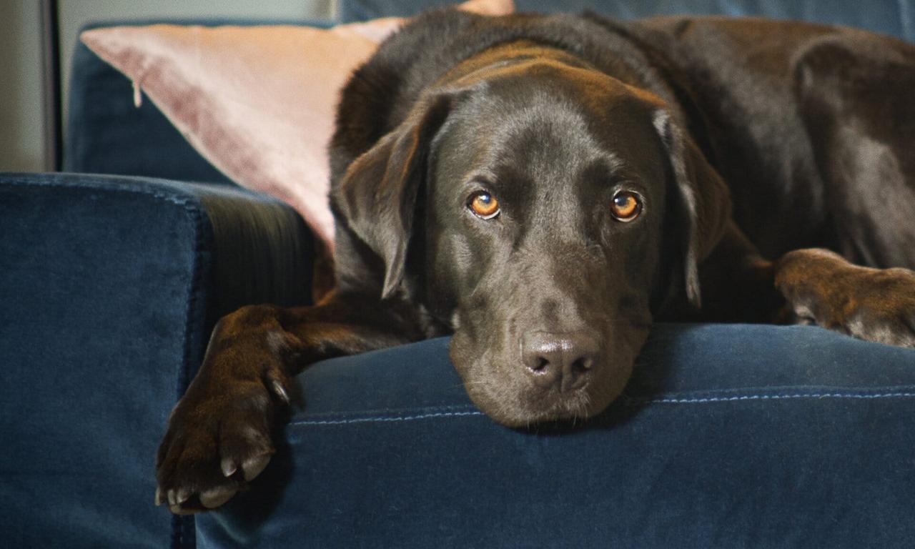 header image for The Secret Life of Our Pets