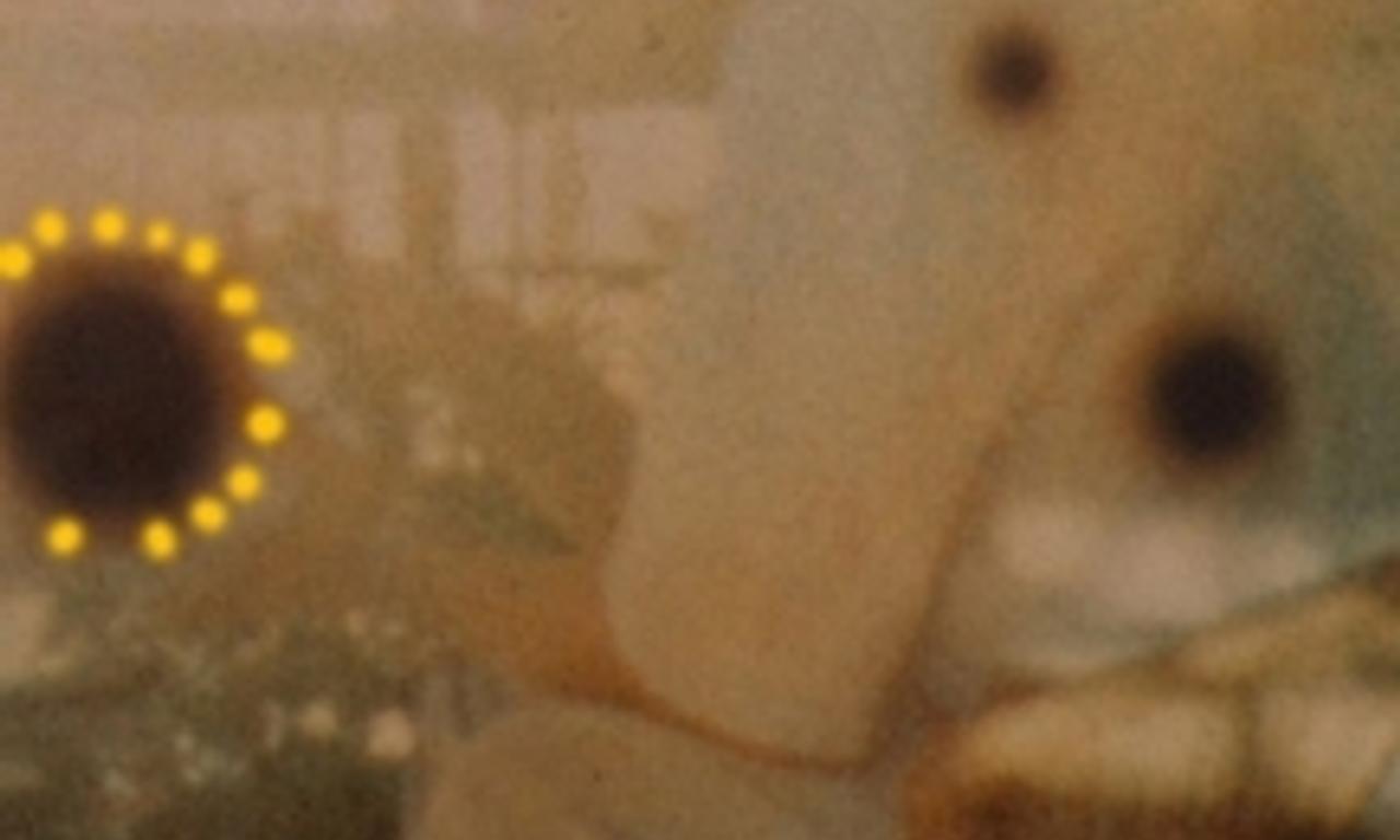 header image for A Stroll Down Sunflower Lane