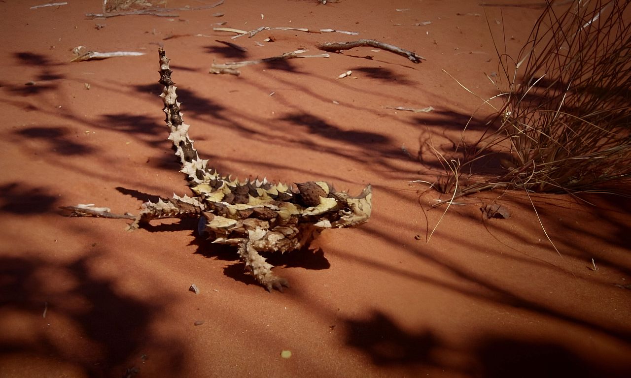 header image for Deadly Australians