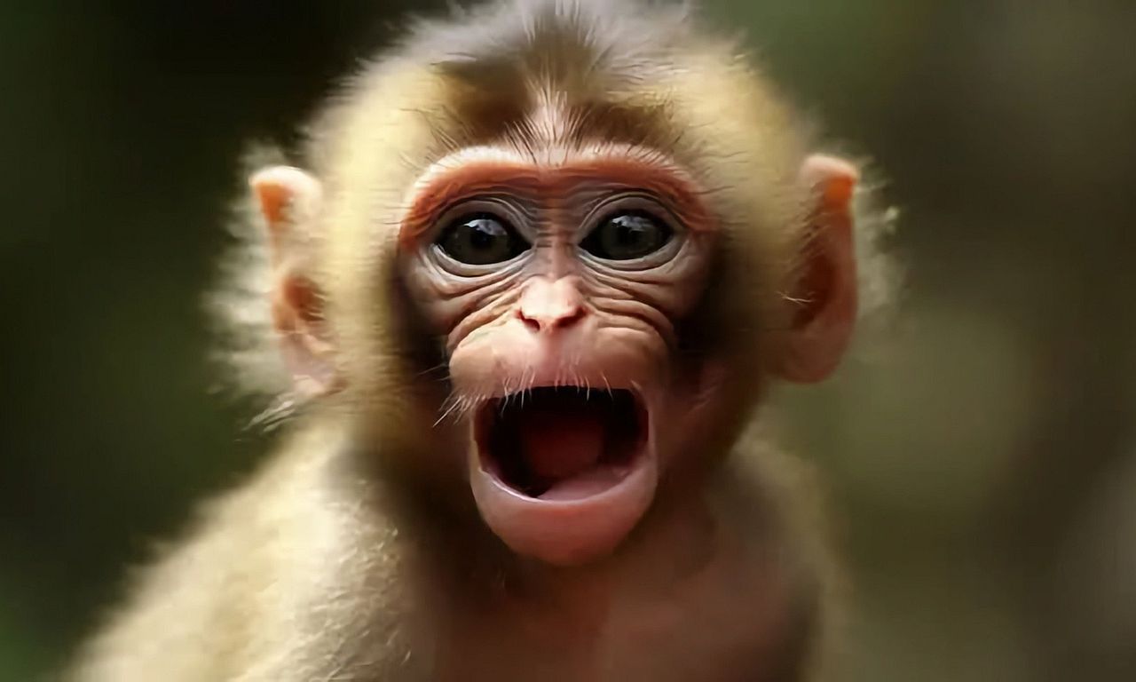 header image for Monkey Life