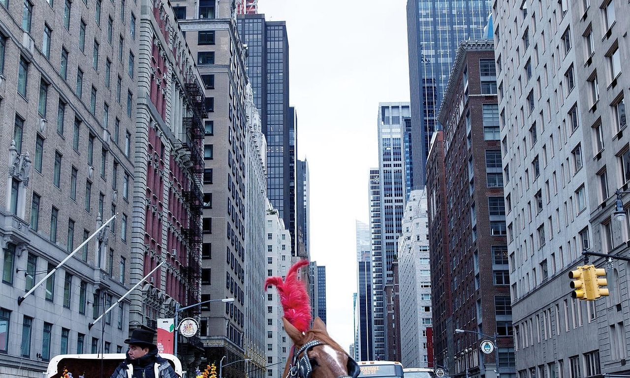 header image for The Last Horsemen of New York