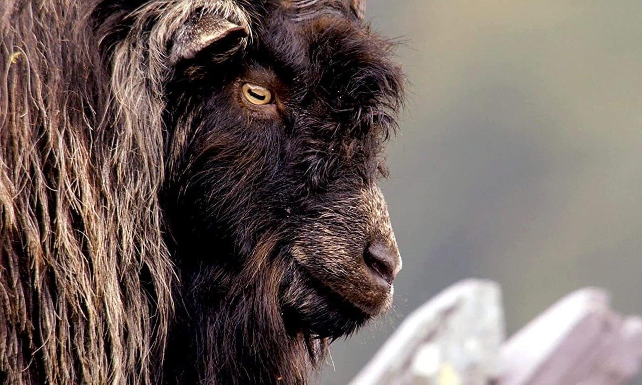 header image for Wales: Land of the Wild