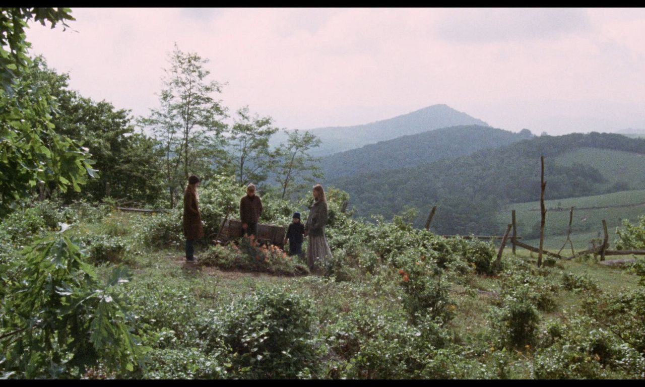 header image for Where the Lilies Bloom