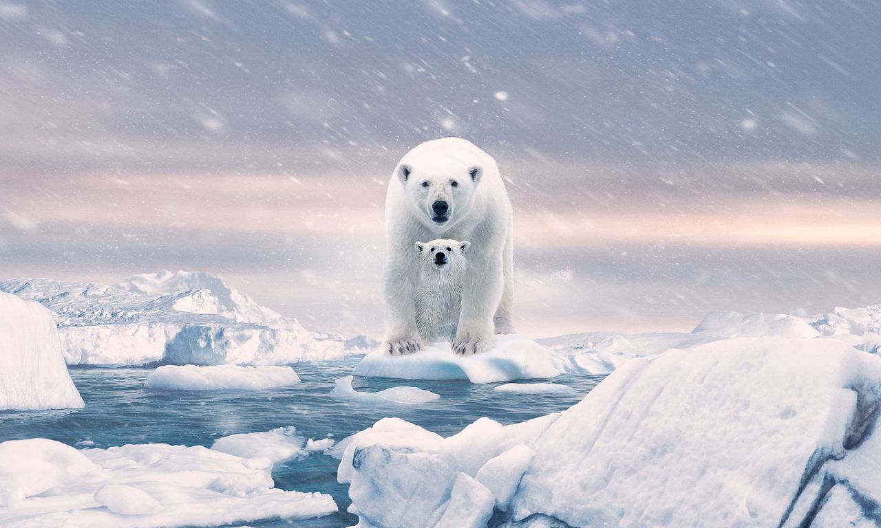 header image for Polar Bear