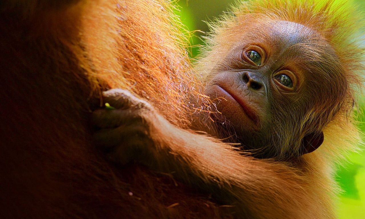 header image for Secret Lives of Orangutans