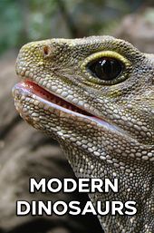 Modern Dinosaurs