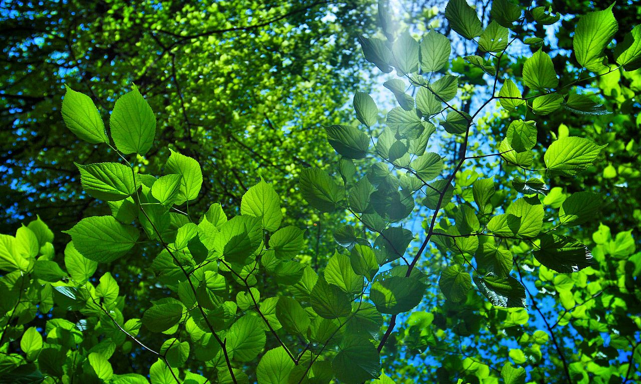 header image for The Great British Year