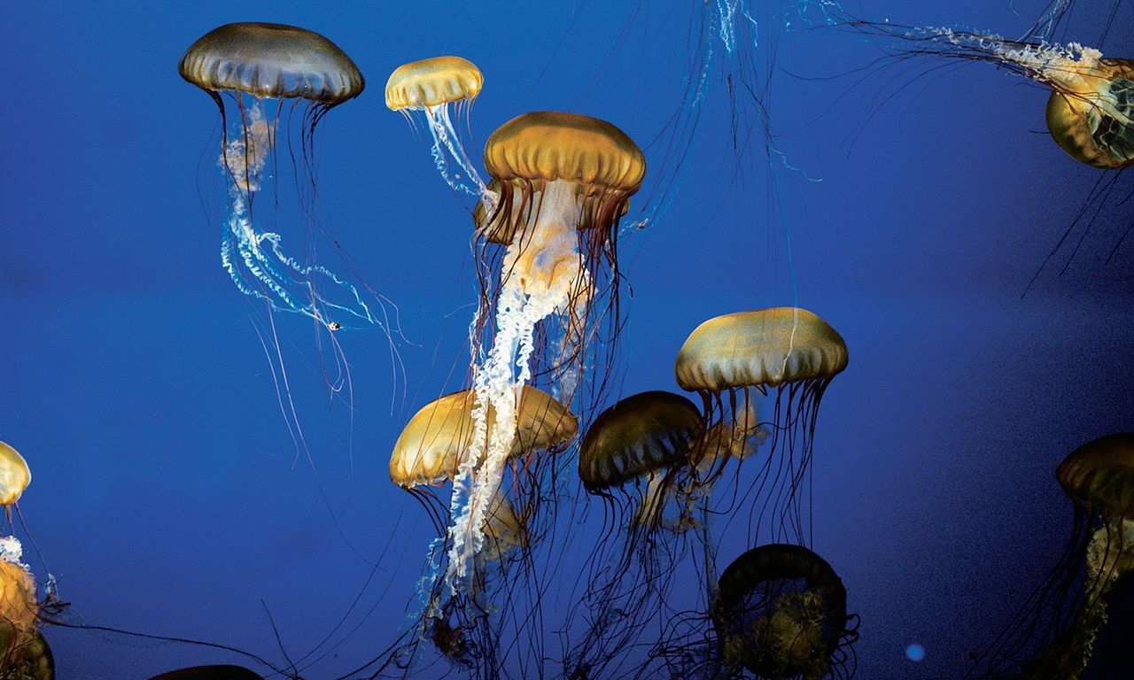 header image for The Living Sea