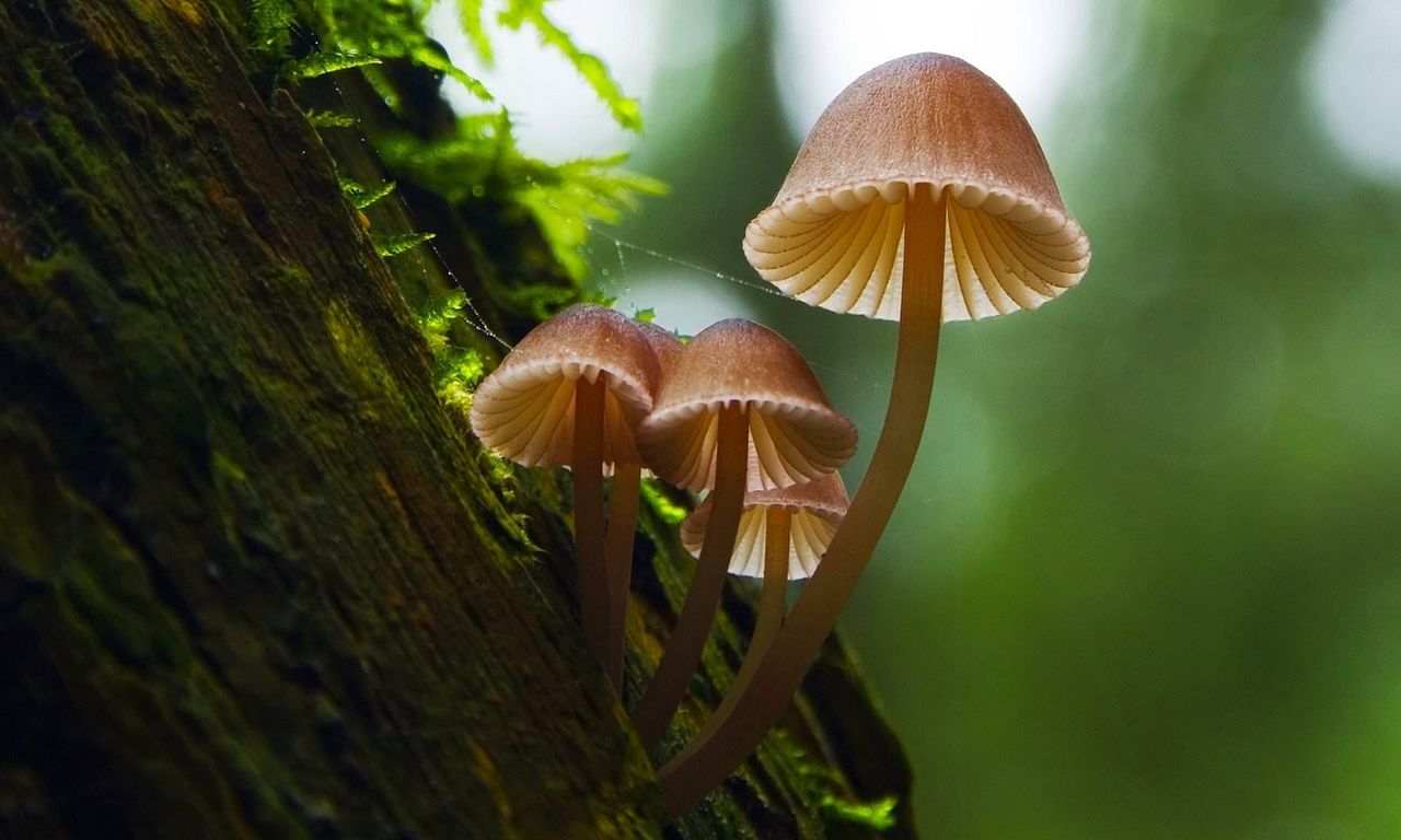 header image for Fantastic Fungi