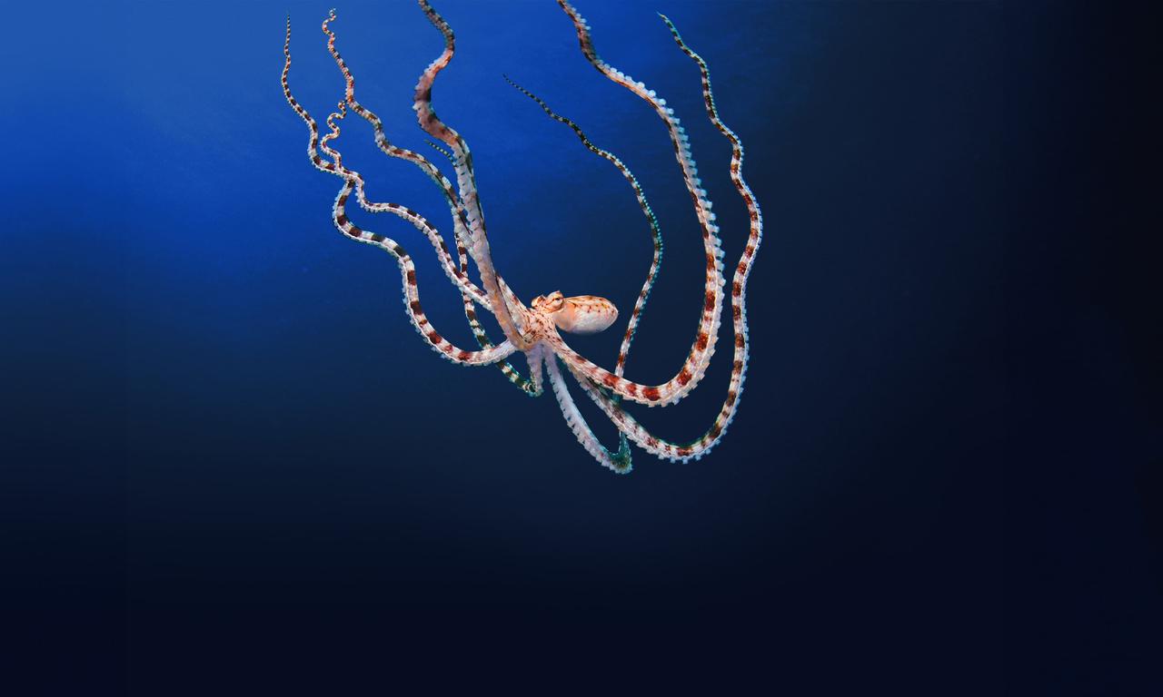 Secrets of the Octopus - Where to Watch and Stream Online ...