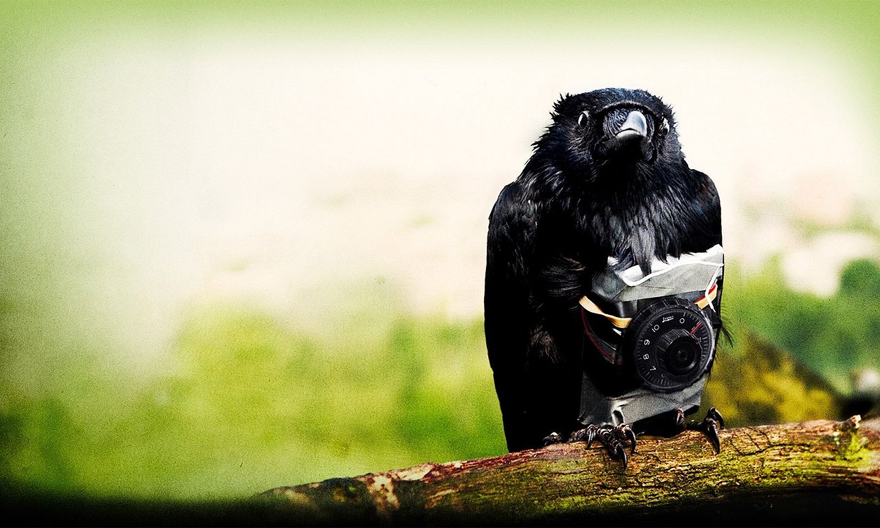 header image for Four Lions