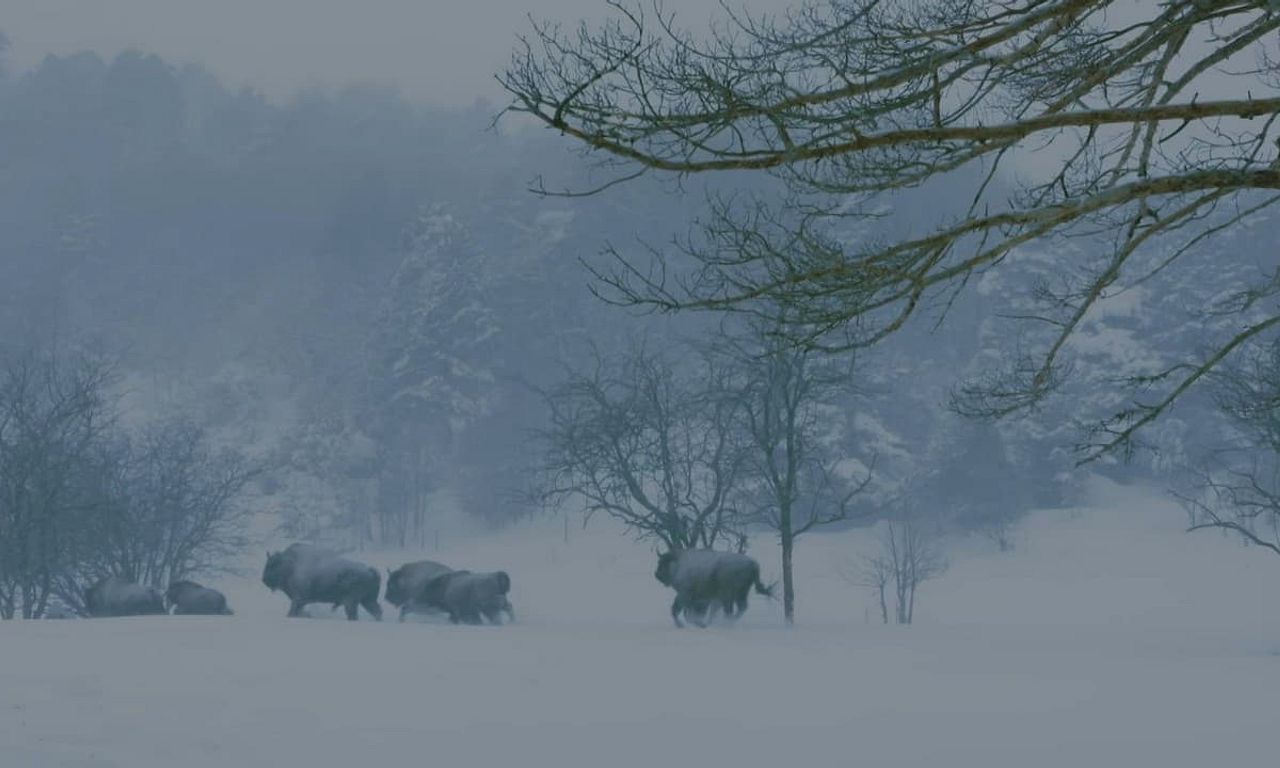 header image for Jungle Planet