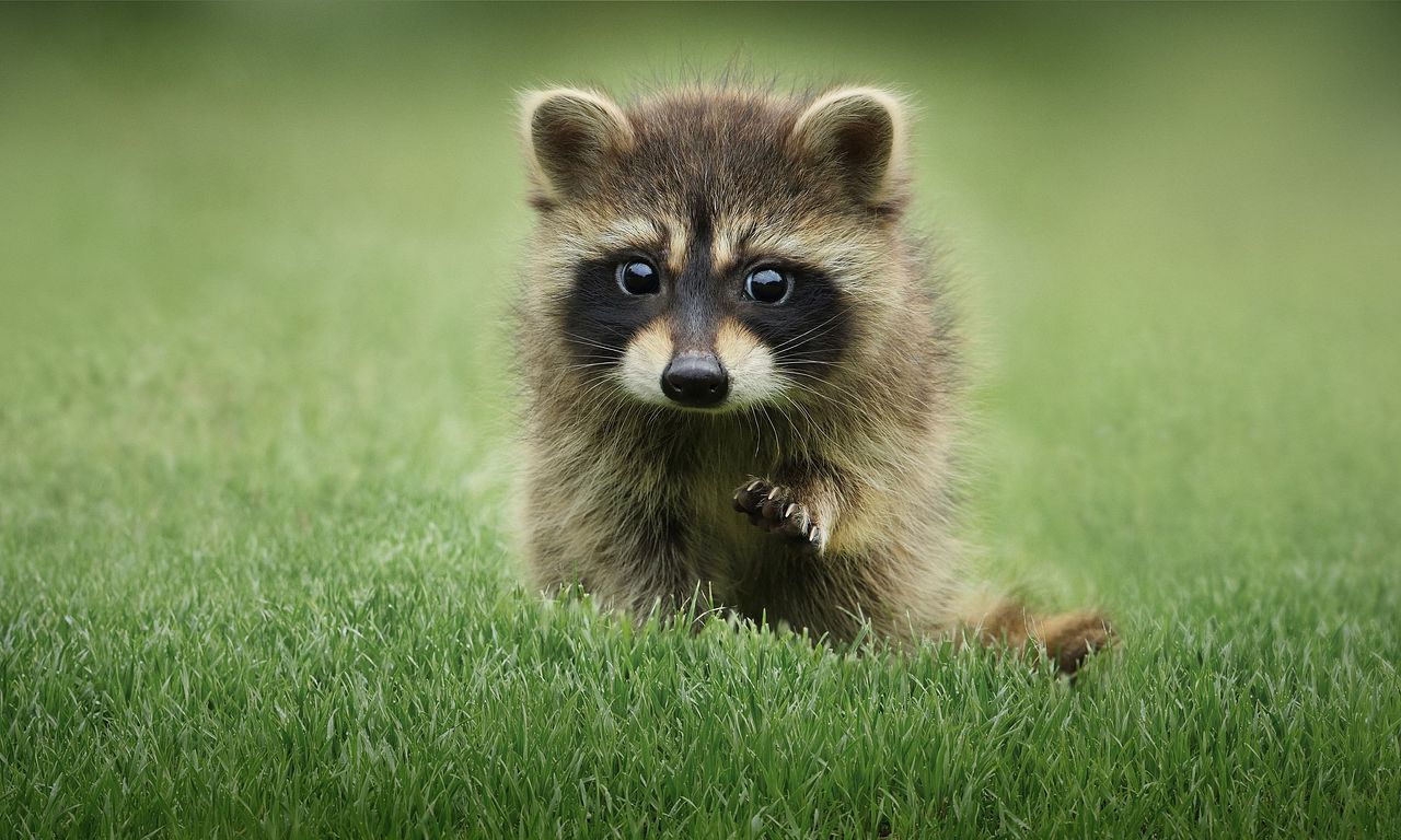 header image for The Secret Lives of Animals