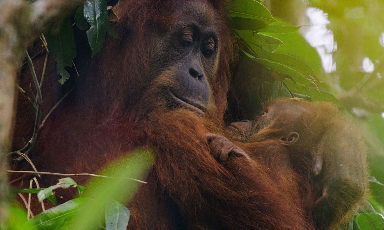 header image for Orangutan