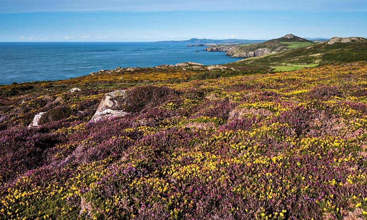 header image for A Wild Year