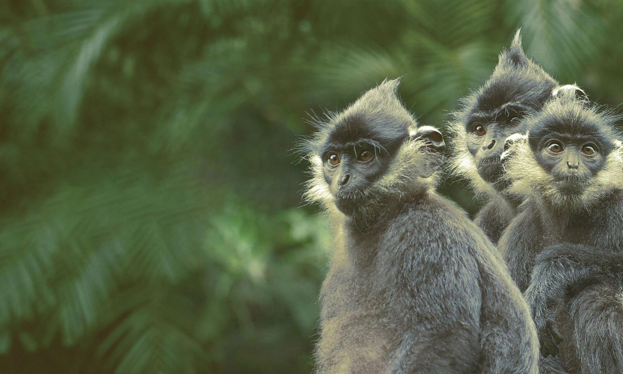 header image for Wild Vietnam