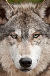 Land of the Lost Wolves