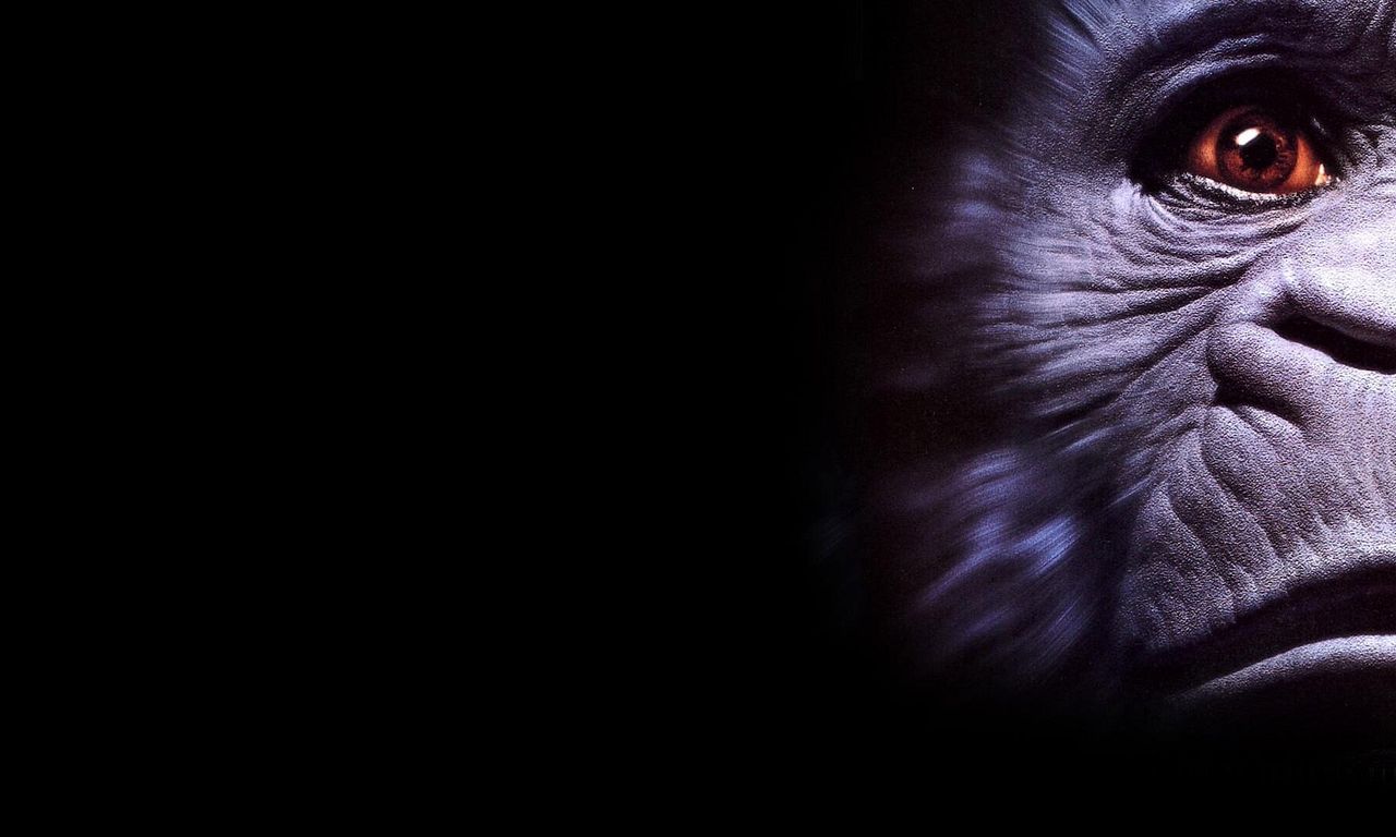 header image for Congo
