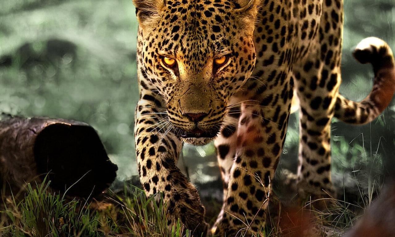 header image for Living with Leopards