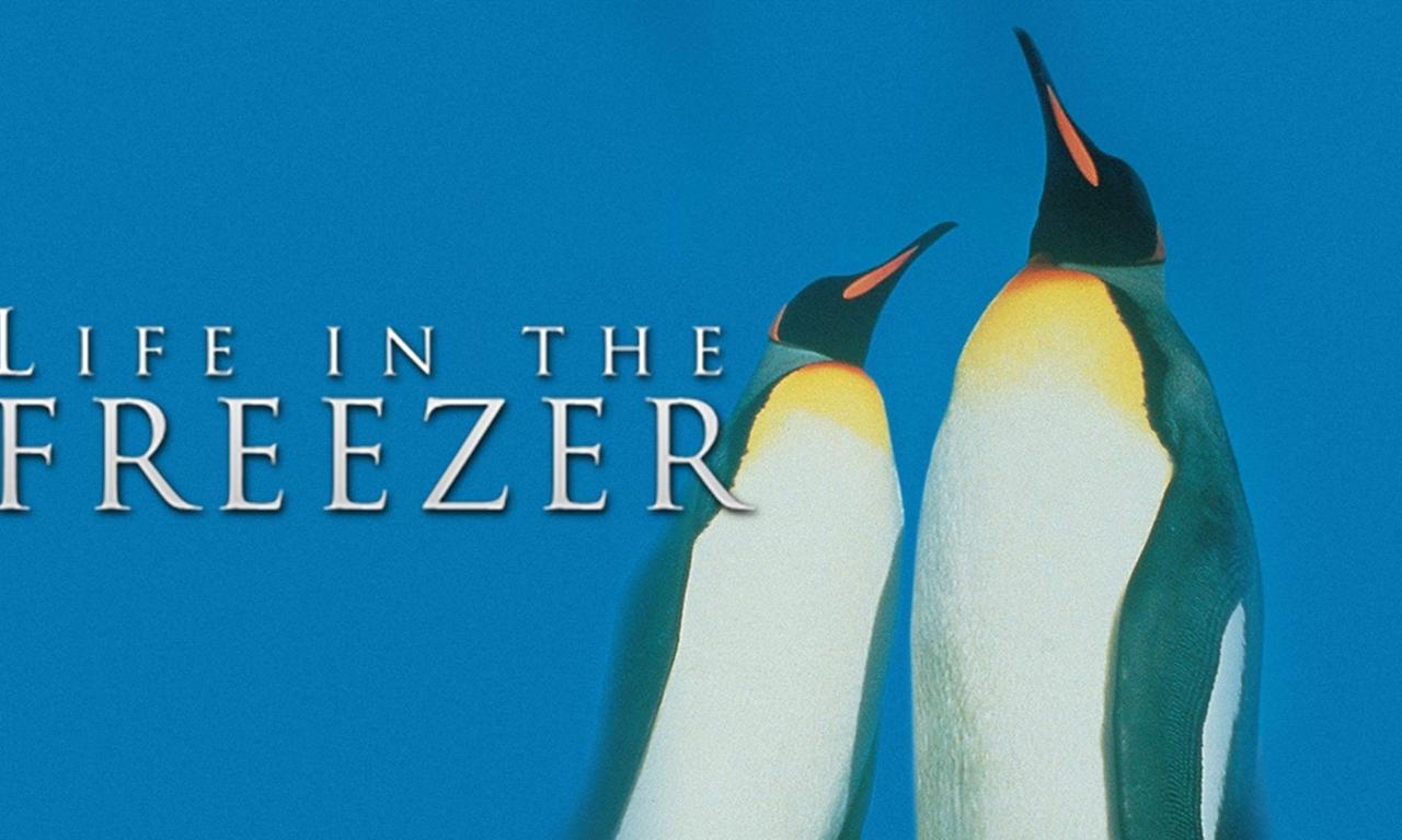header image for Life in the Freezer