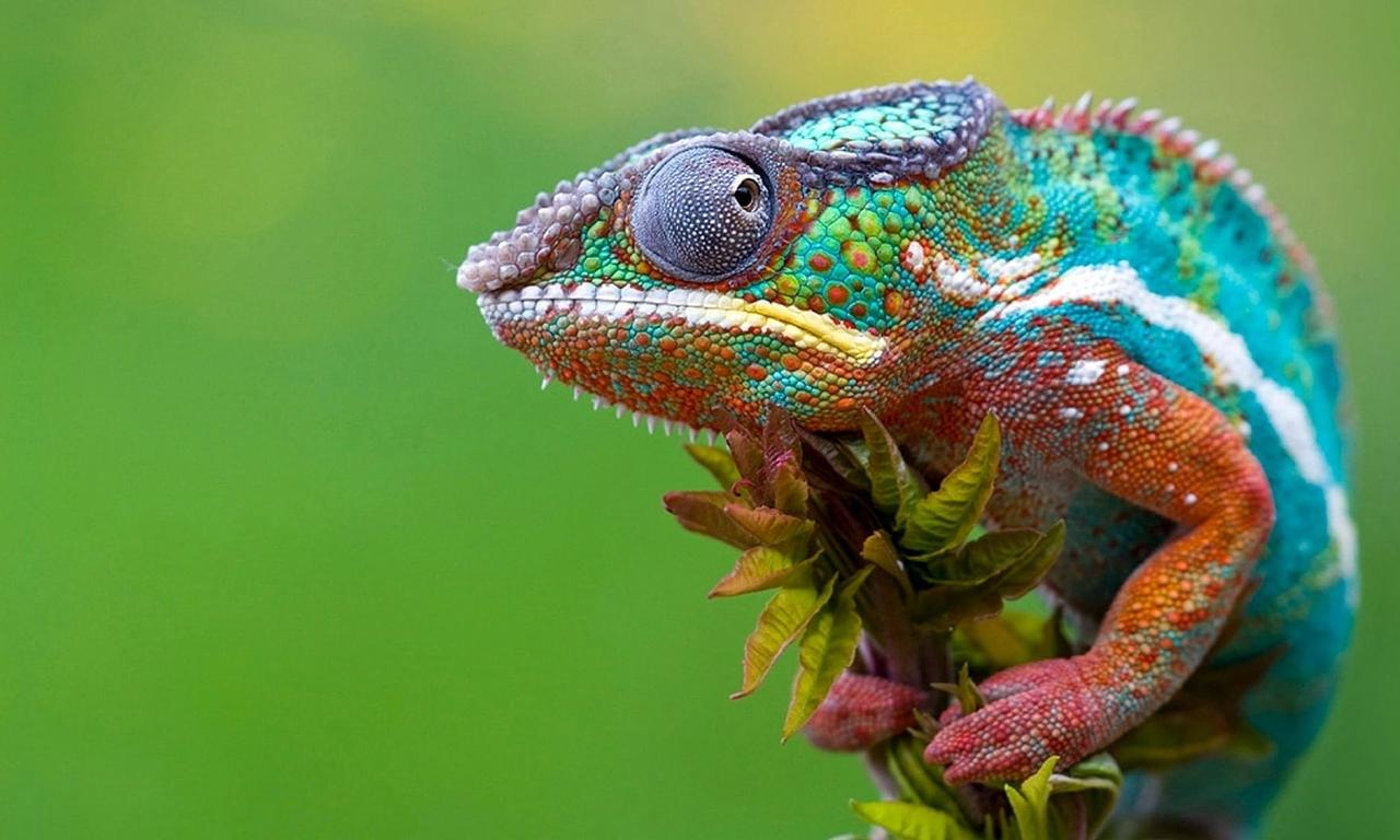 header image for Madagascar