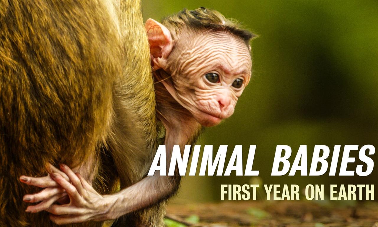 header image for Animal Babies: First Year On Earth