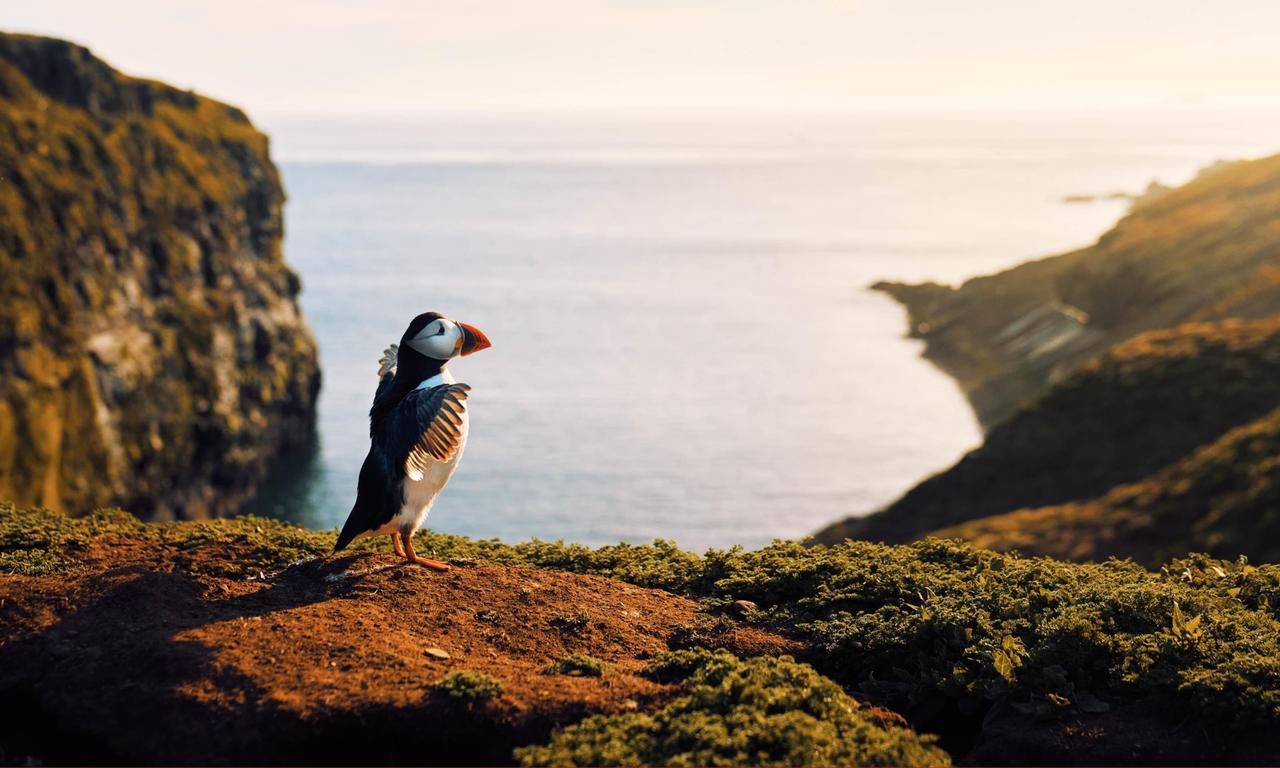 header image for Wild Isles