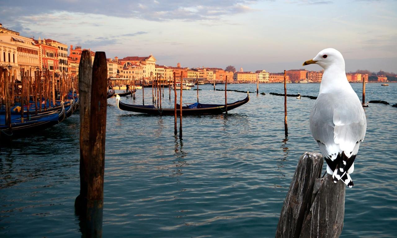 header image for Wild Venice