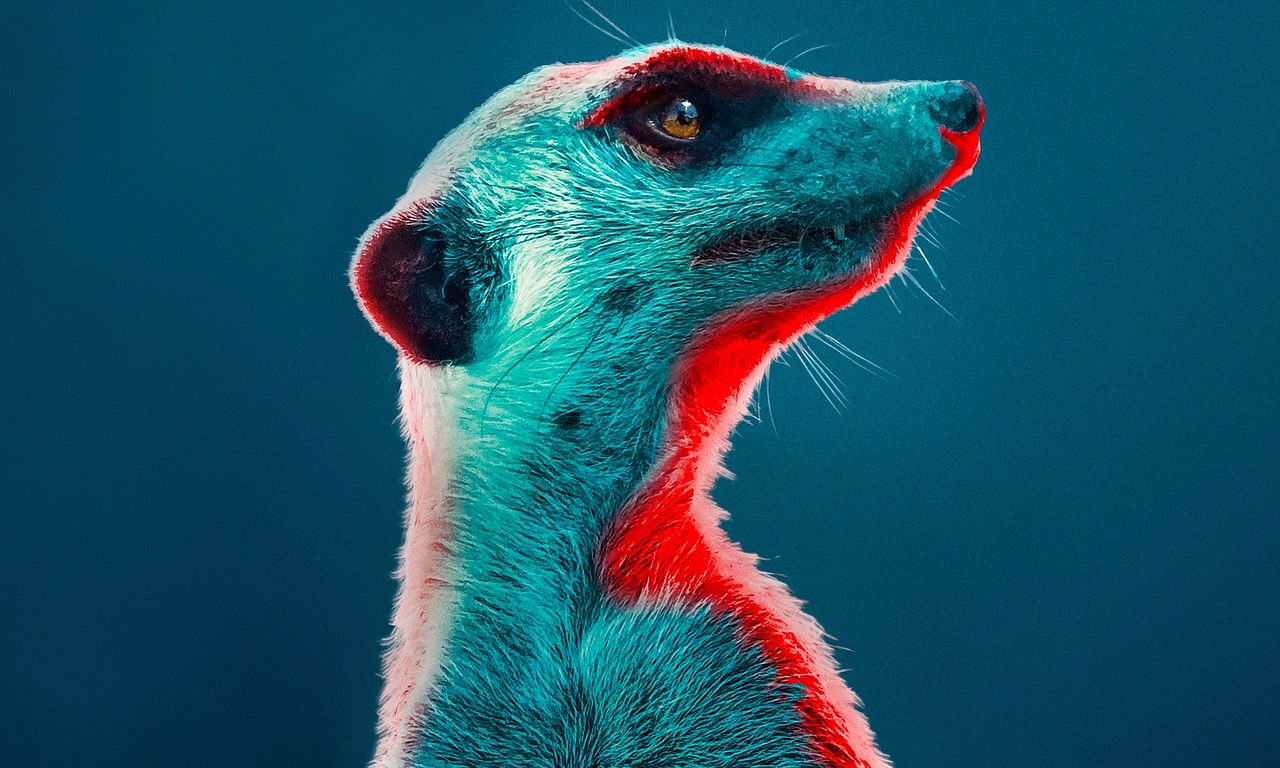 header image for Meerkat Manor: Rise of the Dynasty