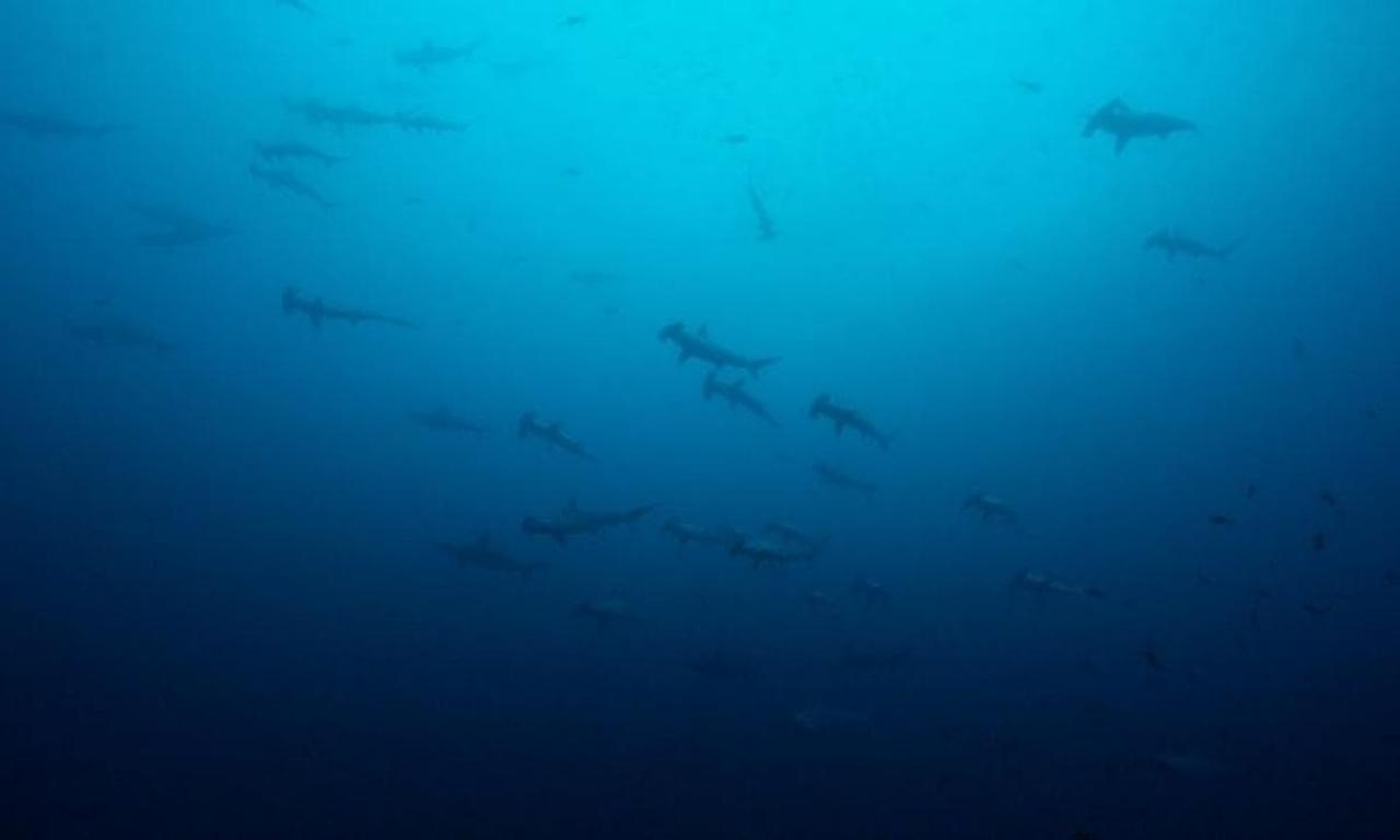 header image for Oceans