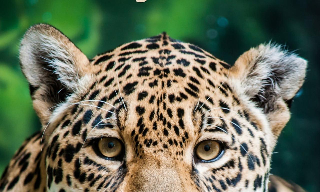 header image for Jaguar Adventure With Nigel Marven