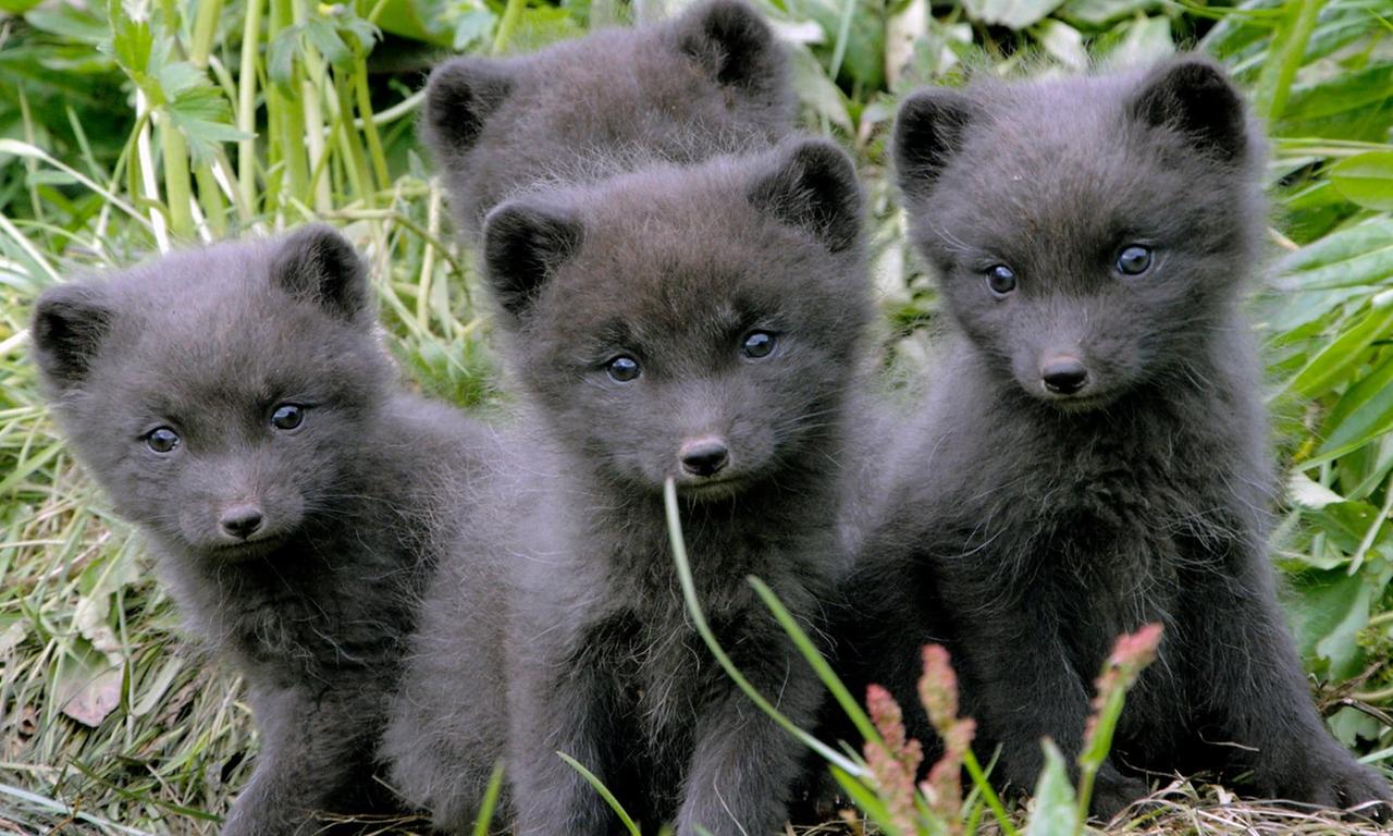 header image for Stormborn