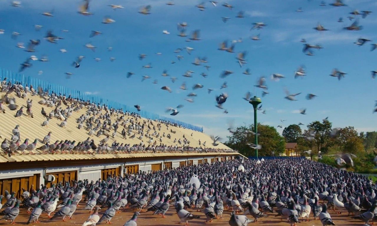 header image for Million Dollar Pigeons