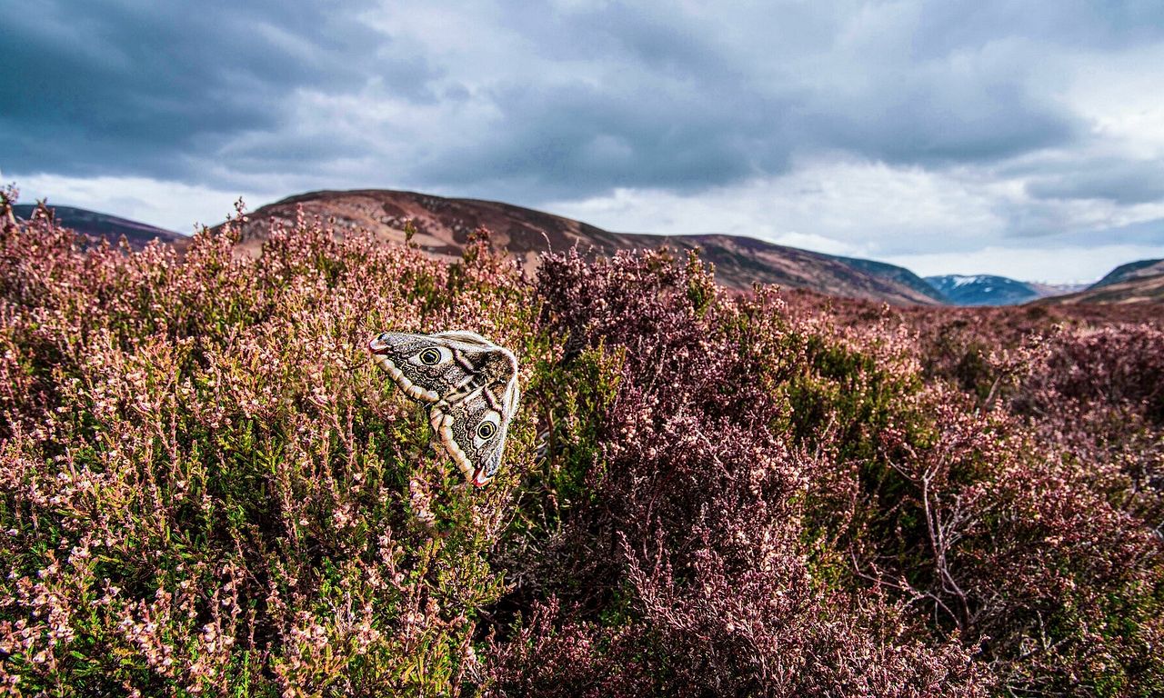 header image for Scotland: A Year In The Wild