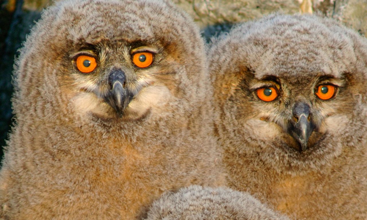 header image for Wild North