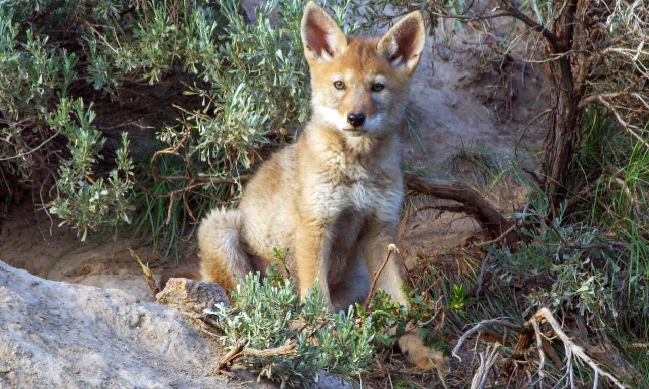 header image for Epic Yellowstone