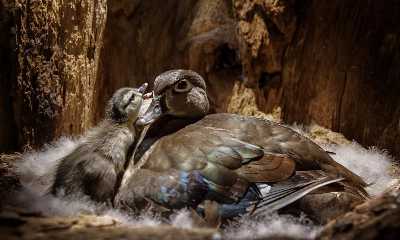 header image for Backyard Wilderness