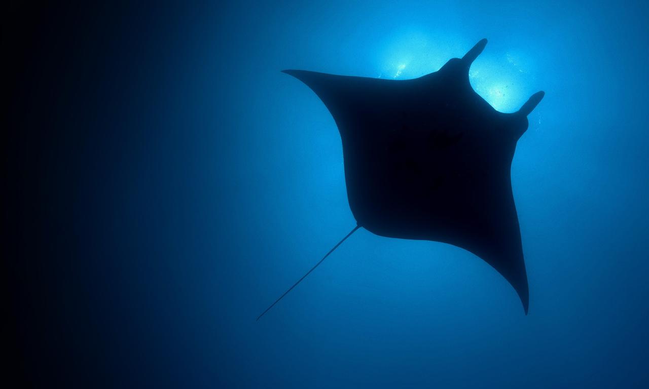 header image for The Blue Planet