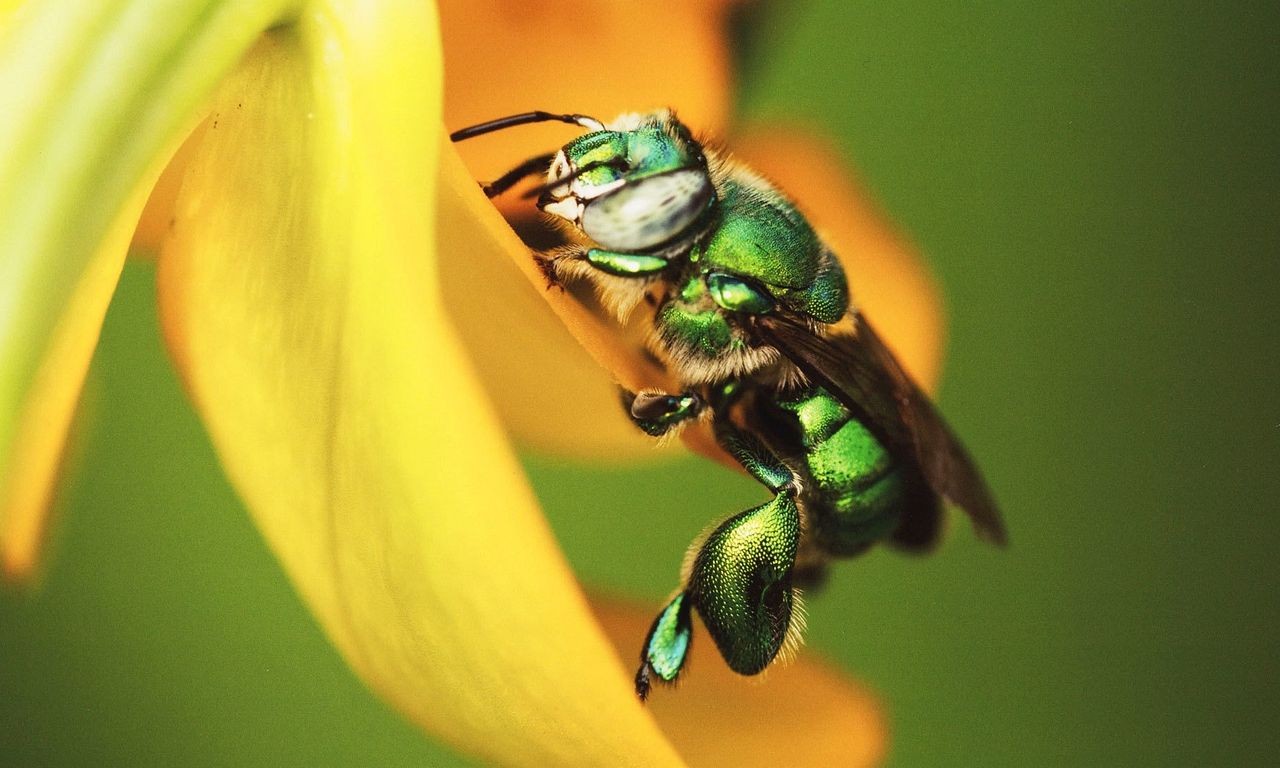 header image for Mexico: Earth's Festival of Life