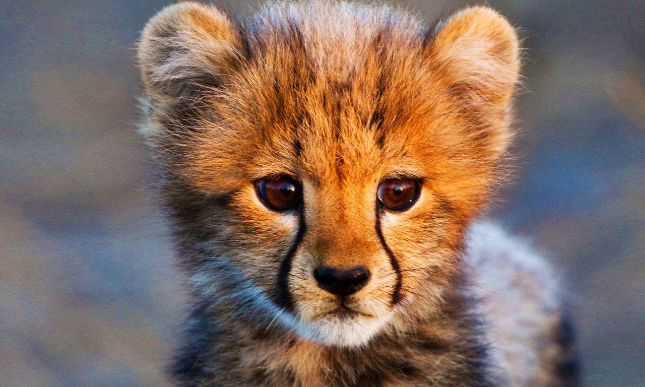 header image for Animal Babies