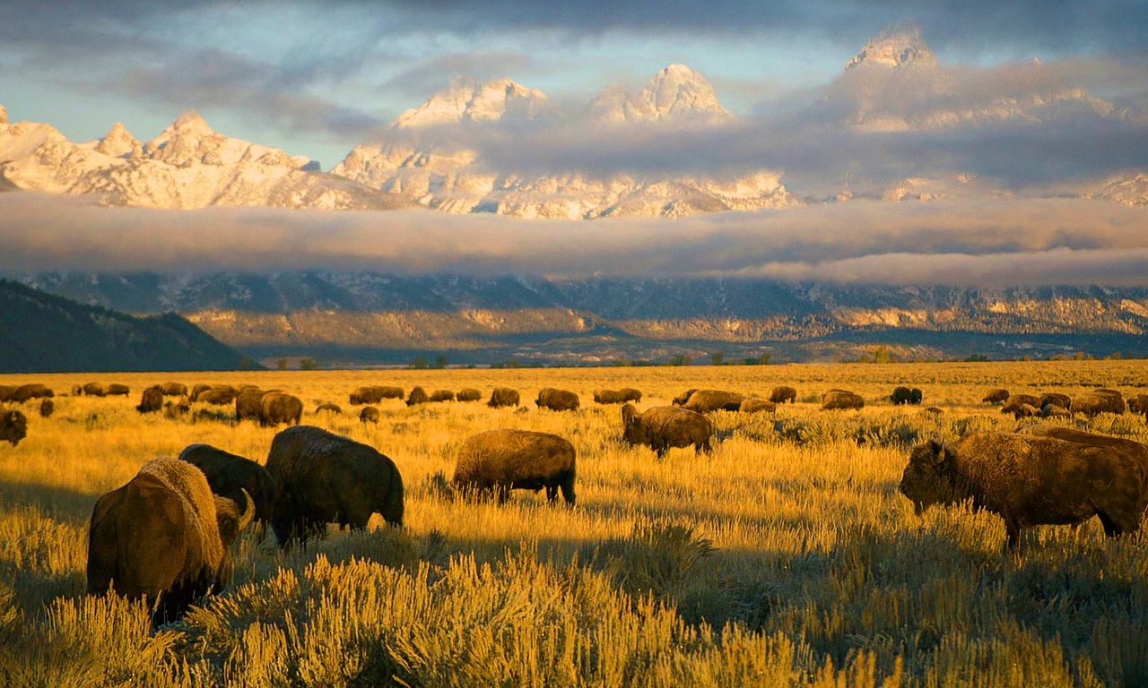 header image for America's National Parks