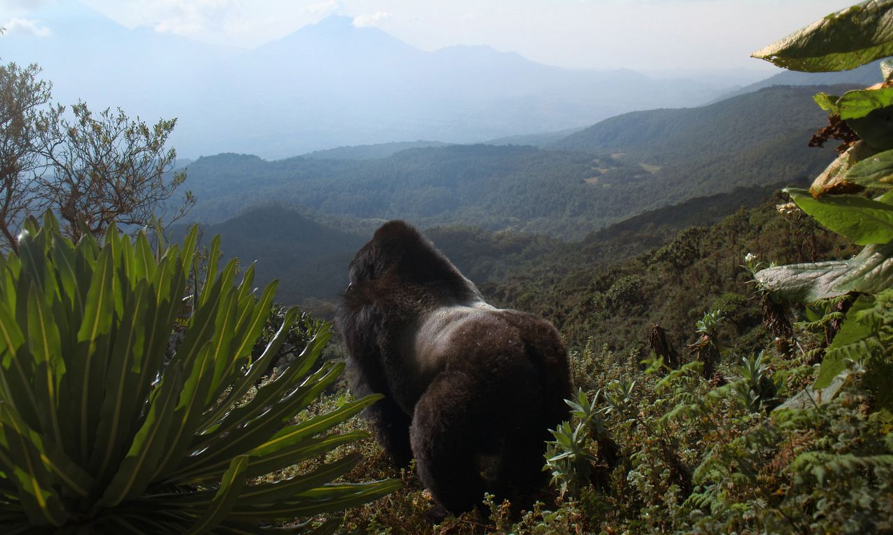 header image for A Gorilla Story: Told by David Attenborough