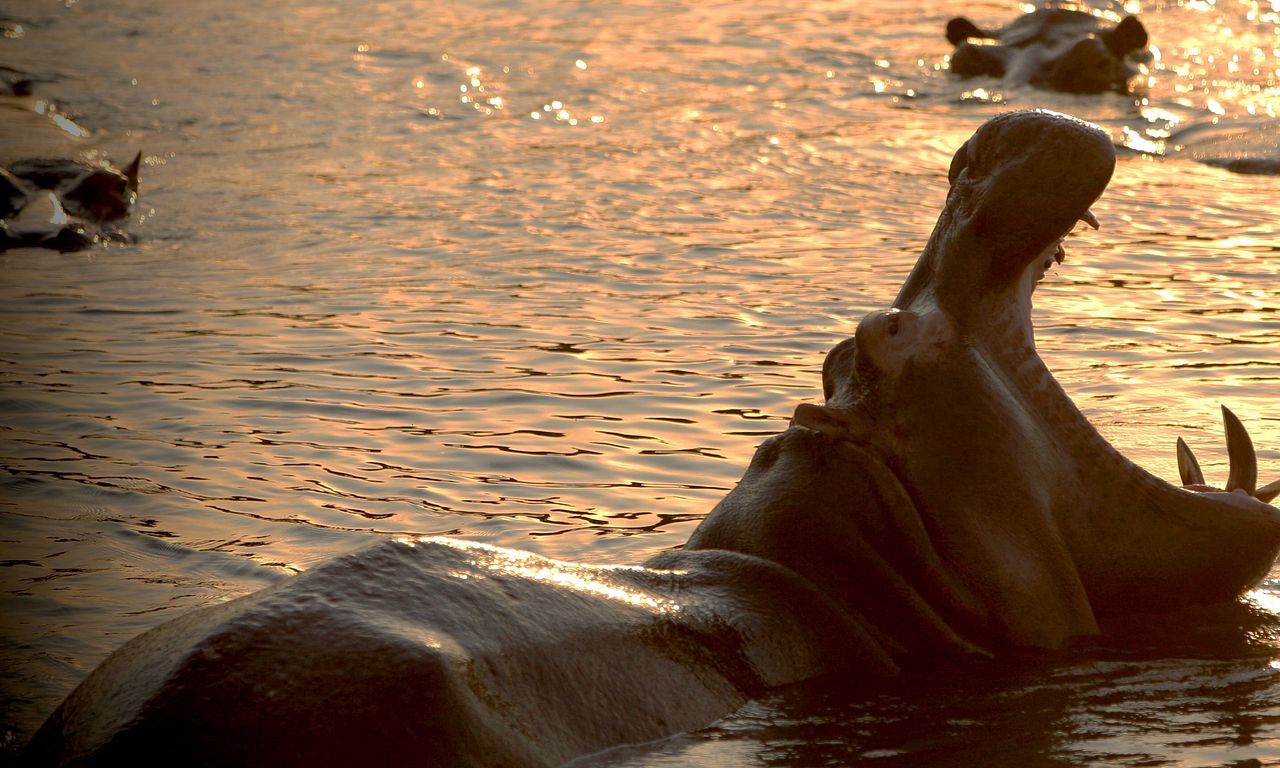 header image for Wild Congo