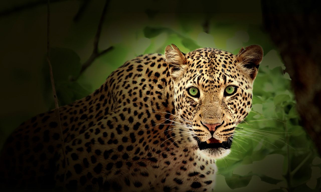 header image for Africa's Hunters