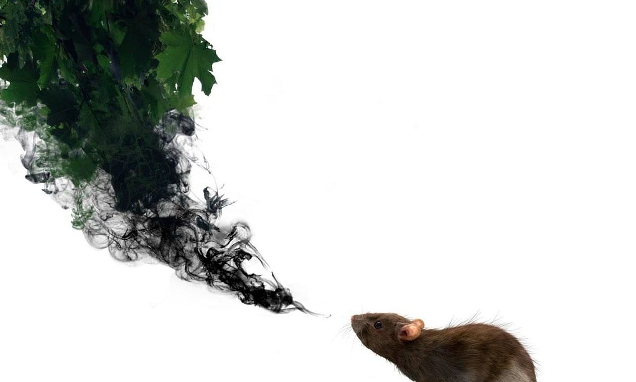 header image for Wrapped