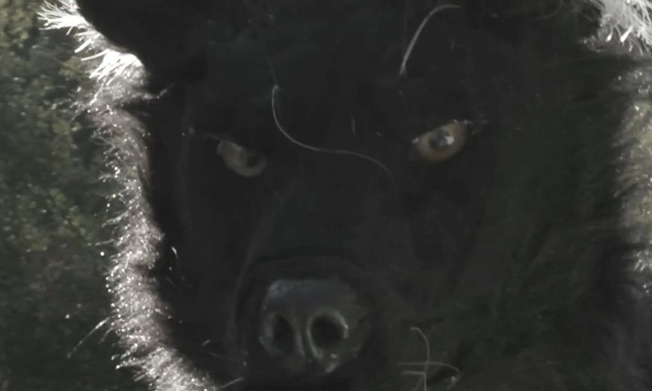header image for Dogman 2: The Wrath of the Litter