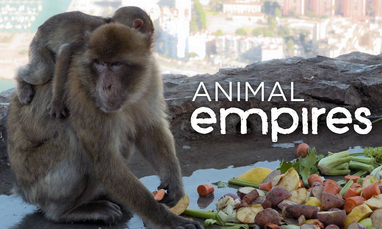 header image for Animal Empires