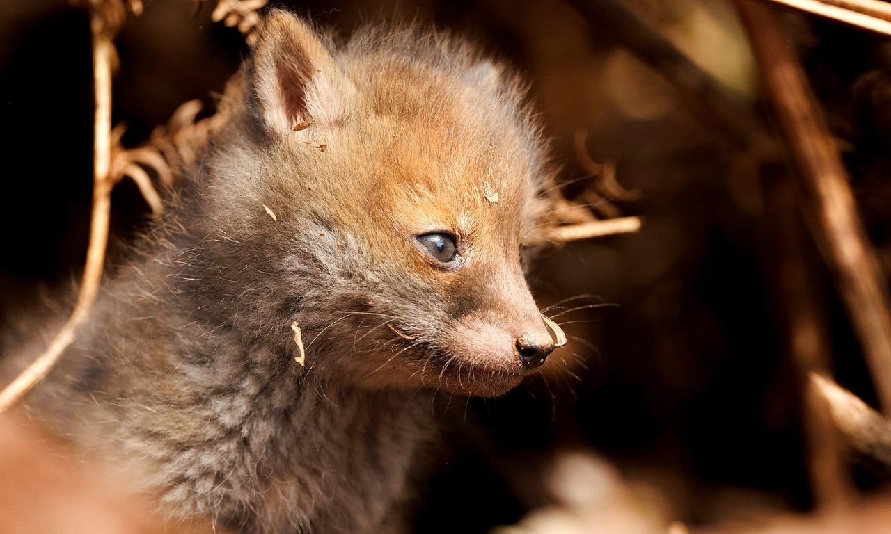 header image for Springwatch