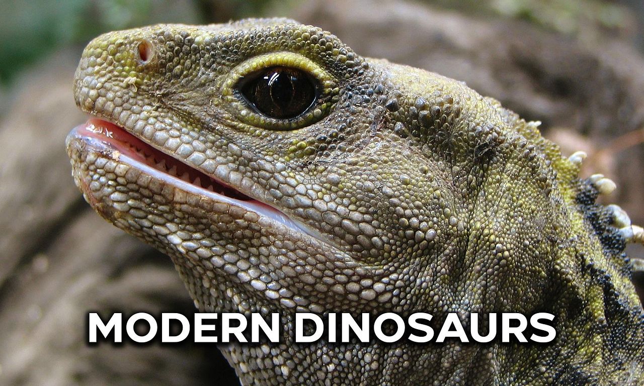 header image for Modern Dinosaurs