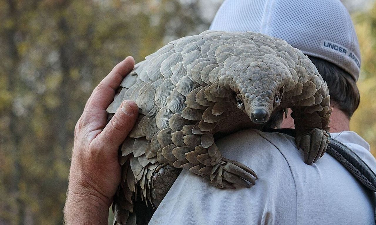 header image for Pangolin: Kulu's Journey